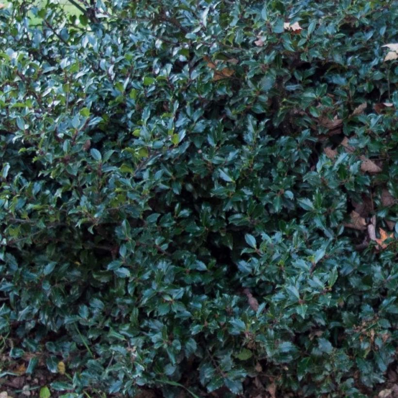 Ilex meserveae Blue Prince - Blauwe hulst (Blad)