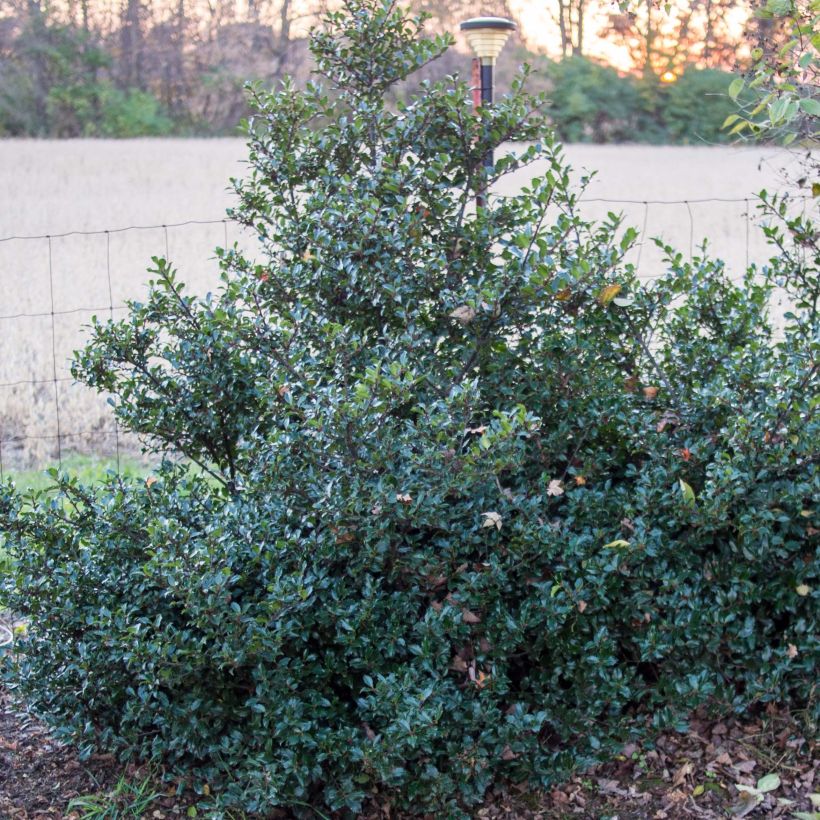 Ilex meserveae Blue Prince - Blauwe hulst (Groeiplaats)