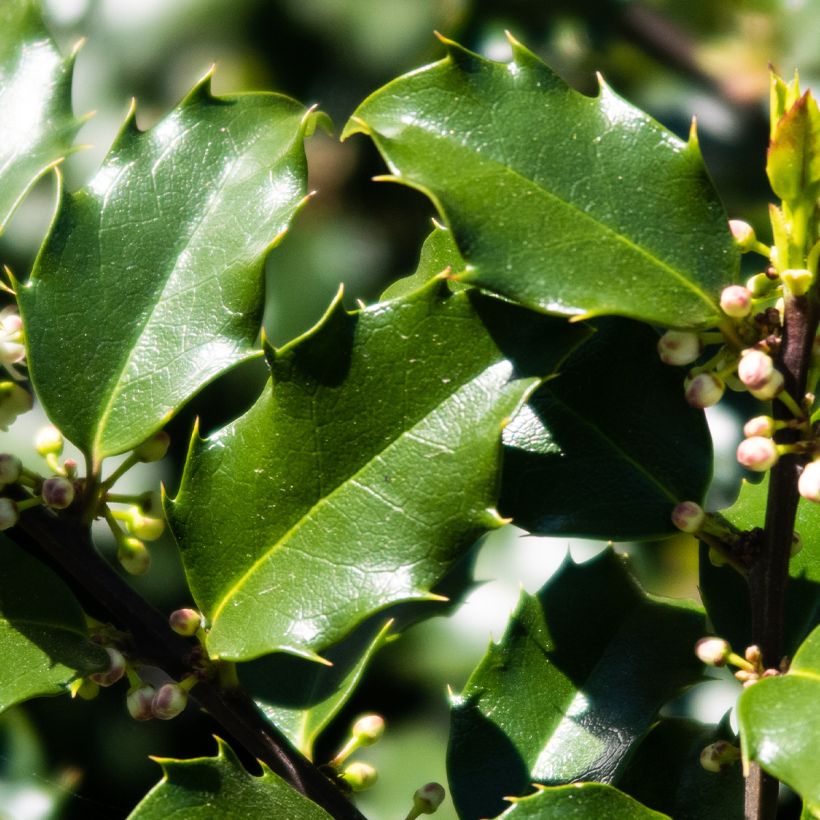 Ilex meserveae Heckenstar - Blauwe hulst (Blad)