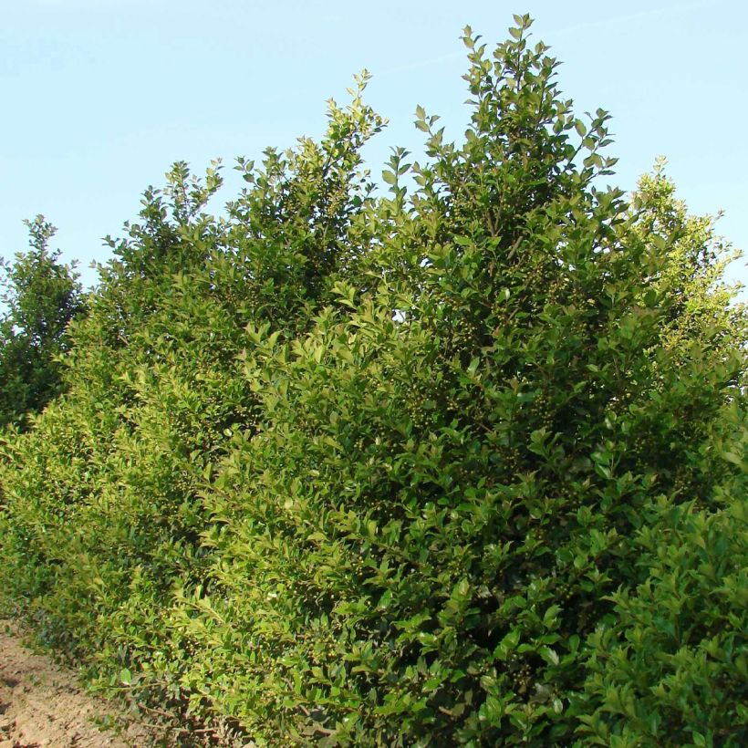 Ilex meserveae Heckenstar - Blauwe hulst (Groeiplaats)