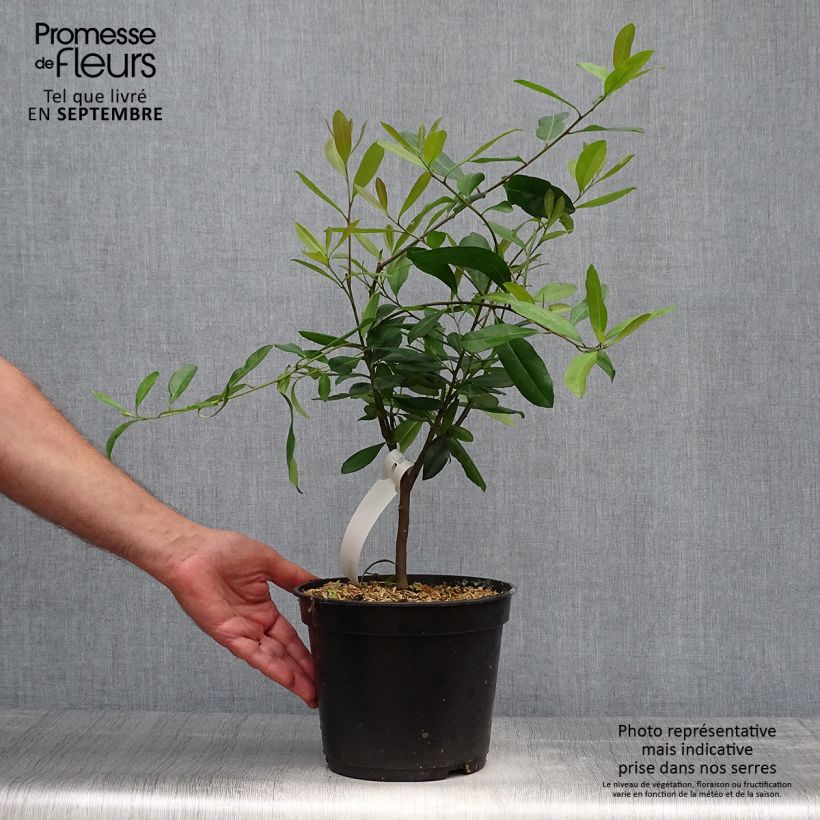 Exemplaar van Ilex paraguariensis - Matéboom Pot van 3 l/4 l zoals geleverd in de herfst