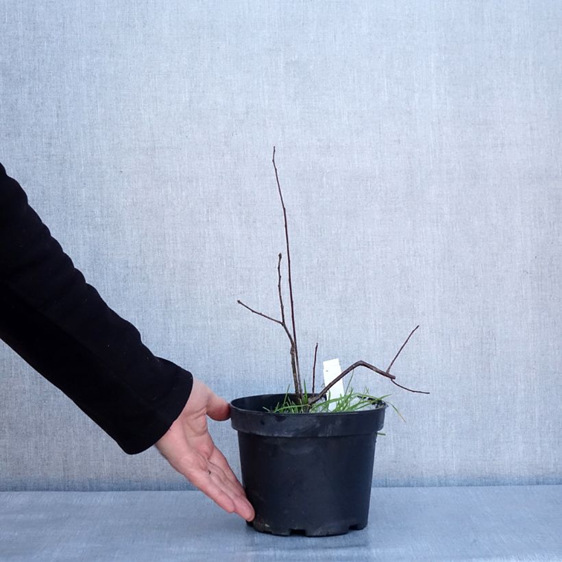 Exemplaar van Ilex verticillata - Winterbes Pot van 3 l/4 l zoals geleverd in de winter