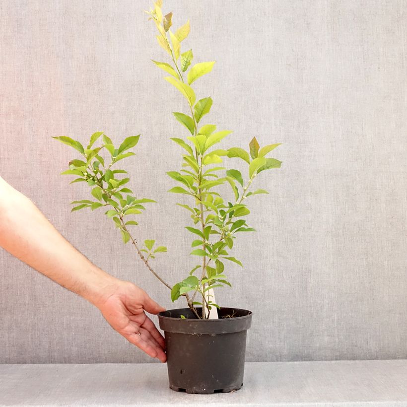 Exemplaar van Ilex verticillata - Winterbes Pot van 3 l/4 l zoals geleverd in de zomer
