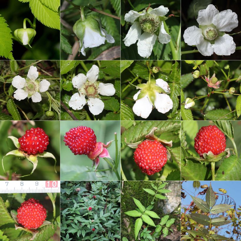 Exemplaar van Rubus illecebrosus - Aardbeiframboos Kweekpotje van 8/9 cm zoals geleverd in de zomer