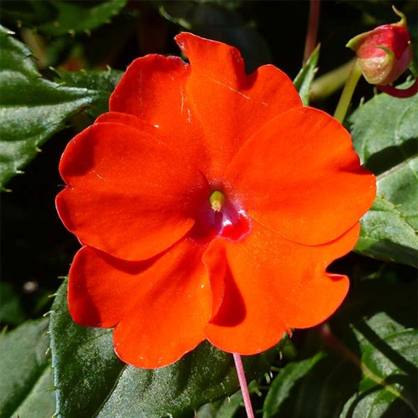 Impatiens hawkeri SunPatiens Compact Electric Orange - Vlijtig liesje (Bloei)
