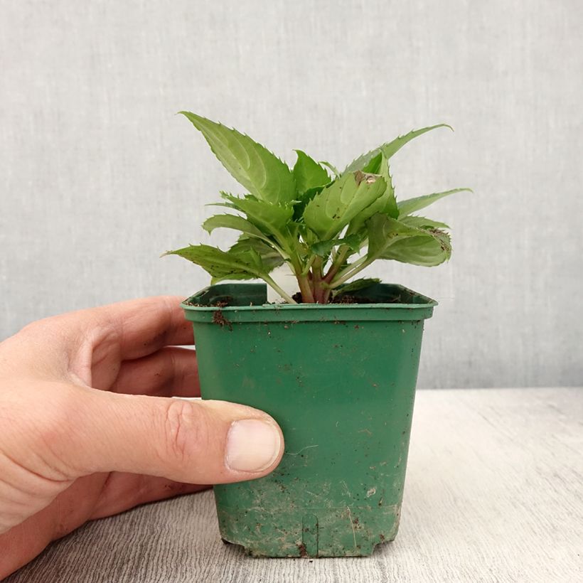 Exemplaar van Impatiens hawkeri SunPatiens Compact Electric Orange - Vlijtig liesje Kweekpotje van 8/9 cm zoals geleverd in de lente