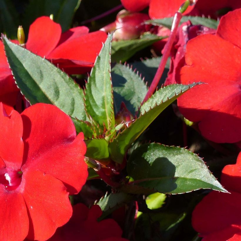 Impatiens hawkeri SunPatiens Compact Rood - Vlijtig liesje (Blad)