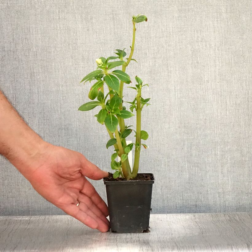 Exemplaar van Impatiens hawkeri SunPatiens Vigorous Clear White - Nieuw-Guinea-impatiens Kweekpotje van 8/9 cm zoals geleverd in de zomer