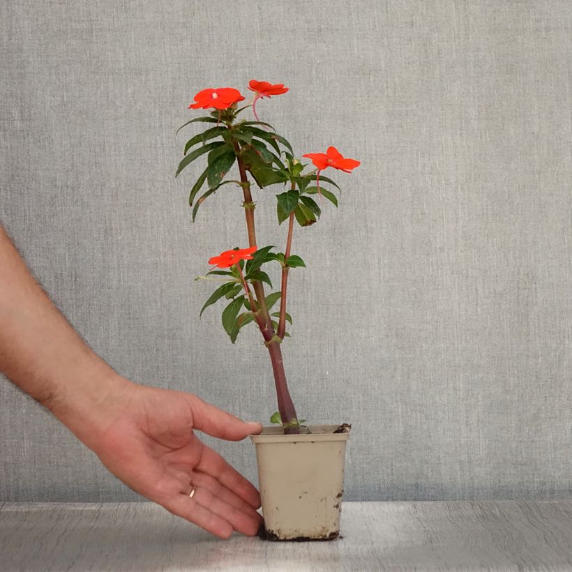 Exemplaar van Impatiens hawkeri SunPatiens Vigorous Orange - Nieuw-Guinea-impatiens Kweekpotje van 8/9 cm zoals geleverd in de zomer