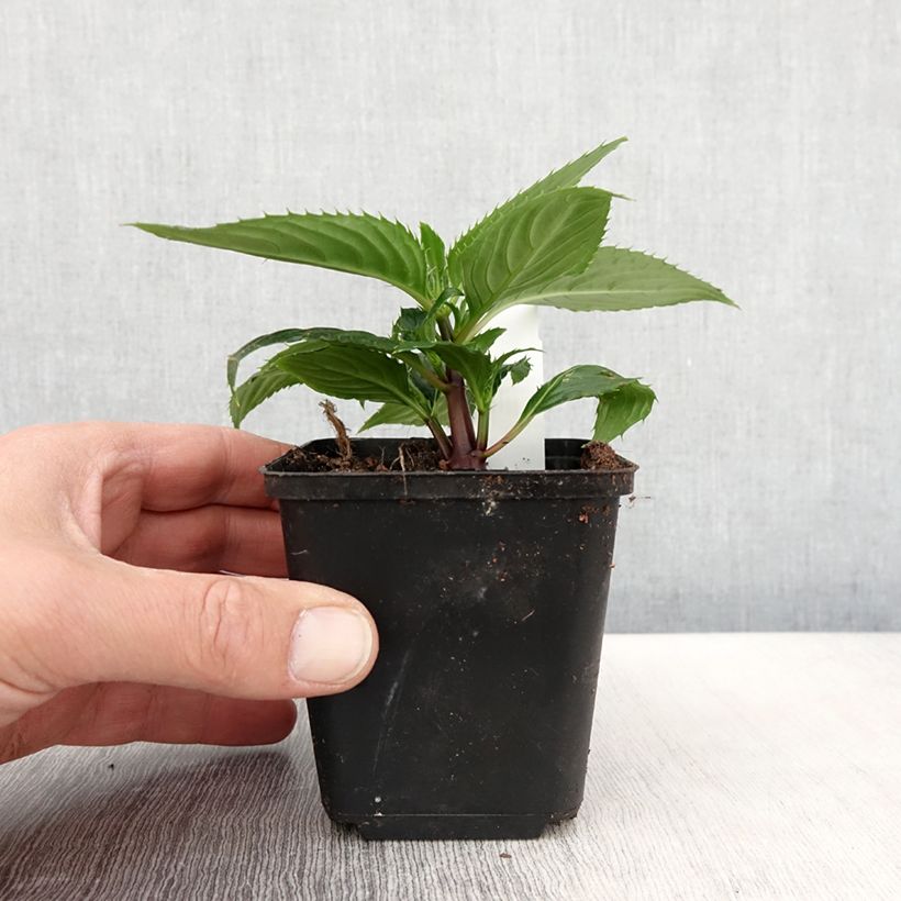 Exemplaar van Impatiens hawkeri SunPatiens Vigorous Rose Pink - Nieuw-Guinea-impatiens Kweekpotje van 8/9 cm zoals geleverd in de lente