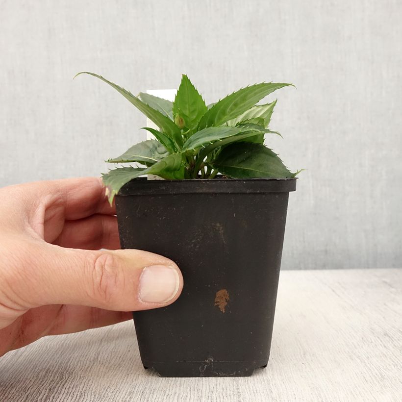 Exemplaar van Impatiens hawkeri SunPatiens Vigorous Scarlet - Nieuw-Guinea-impatiens Kweekpotje van 8/9 cm zoals geleverd in de lente