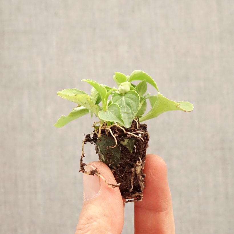 Exemplaar van Impatiens walleriana dubbel Glimmer Appleblossom Mini-mot Ø 3/4 cm zoals geleverd in de lente