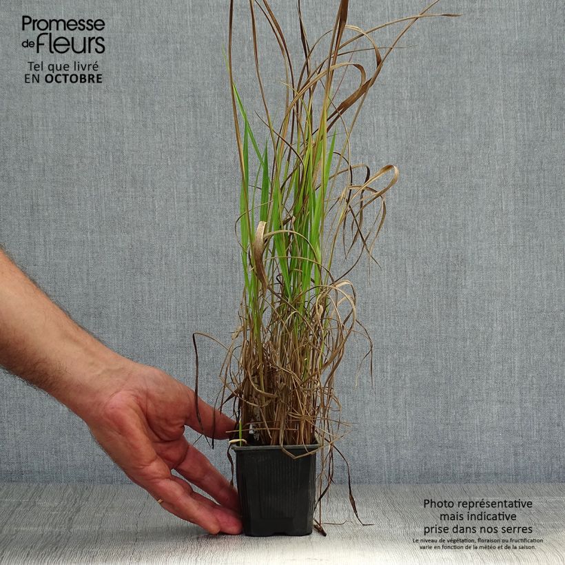 Exemplaar van Imperata cylindrica Red Baron - Japans bloedgras Kweekpotje van 8/9 cm zoals geleverd in de herfst