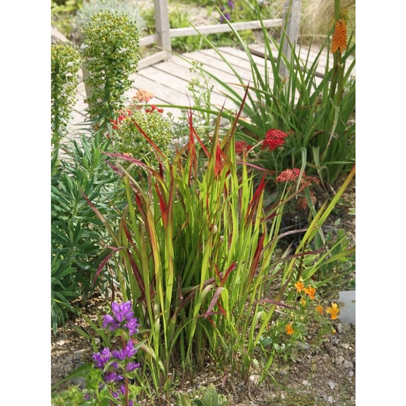Imperata cylindrica Red Baron - Japans bloedgras (Groeiplaats)