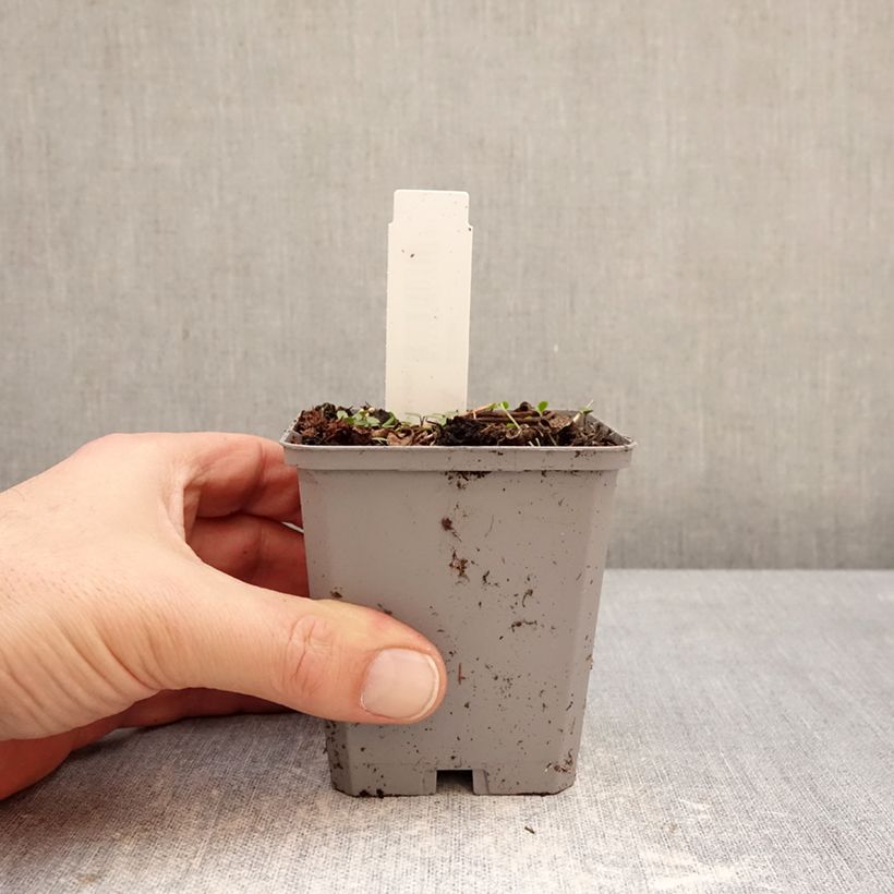 Exemplaar van Incarvillea delavayi - Trompetklokje Kweekpotje van 8/9 cm kaliber I zoals geleverd in de winter