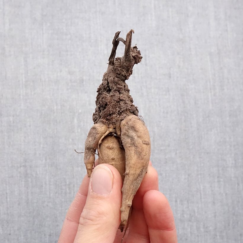 Exemplaar van Incarvillea Snowtop - Trompetklokje Bol kaliber I zoals geleverd in de lente