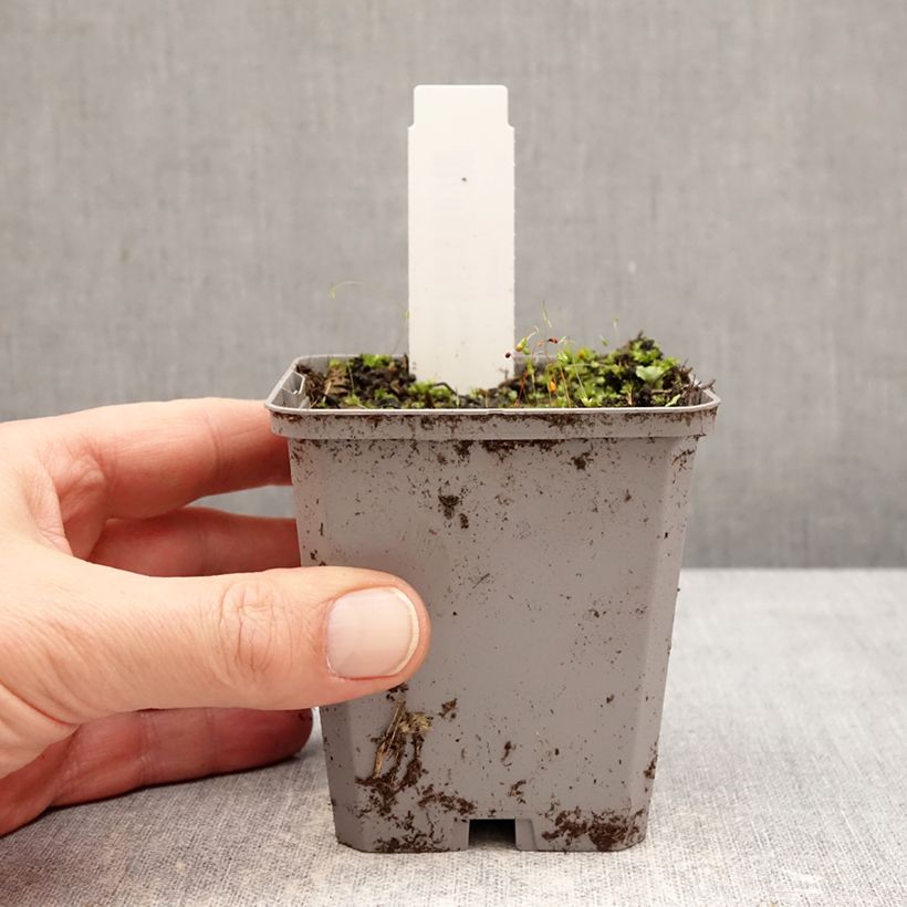 Exemplaar van Incarvillea Snowtop - Trompetklokje Kweekpotje van 8/9 cm kaliber I zoals geleverd in de winter