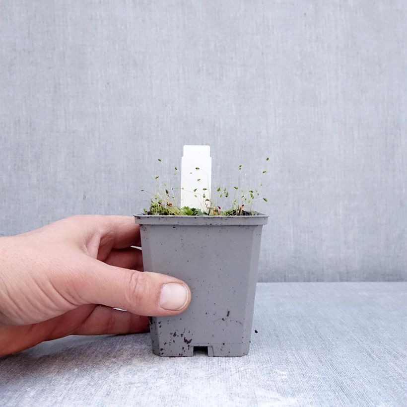 Exemplaar van Incarvillea Snowtop - Trompetklokje Kweekpotje van 8/9 cm kaliber I zoals geleverd in de lente