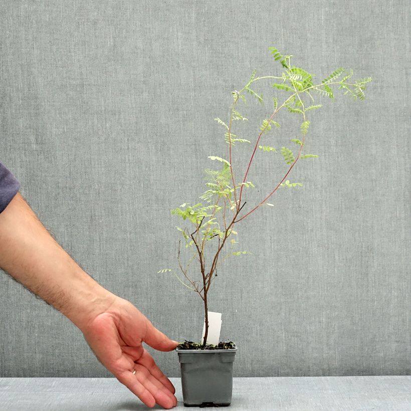 Exemplaar van Indigofera heterantha - Indigostruik Kweekpotje van 8/9 cm zoals geleverd in de zomer