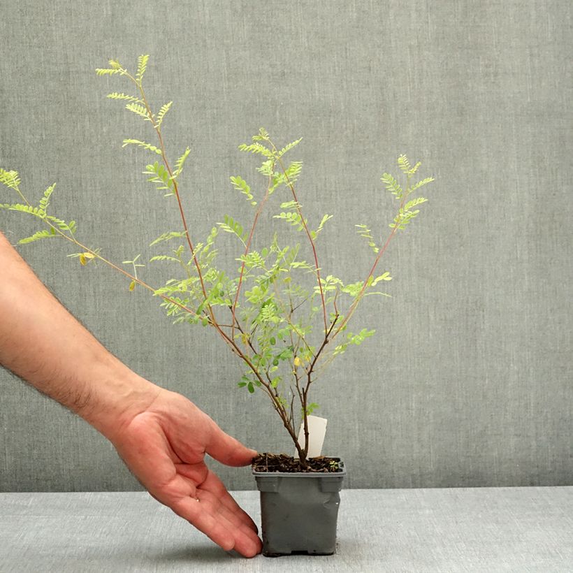 Exemplaar van Indigofera heterantha - Indigostruik Kweekpotje van 8/9 cm zoals geleverd in de lente