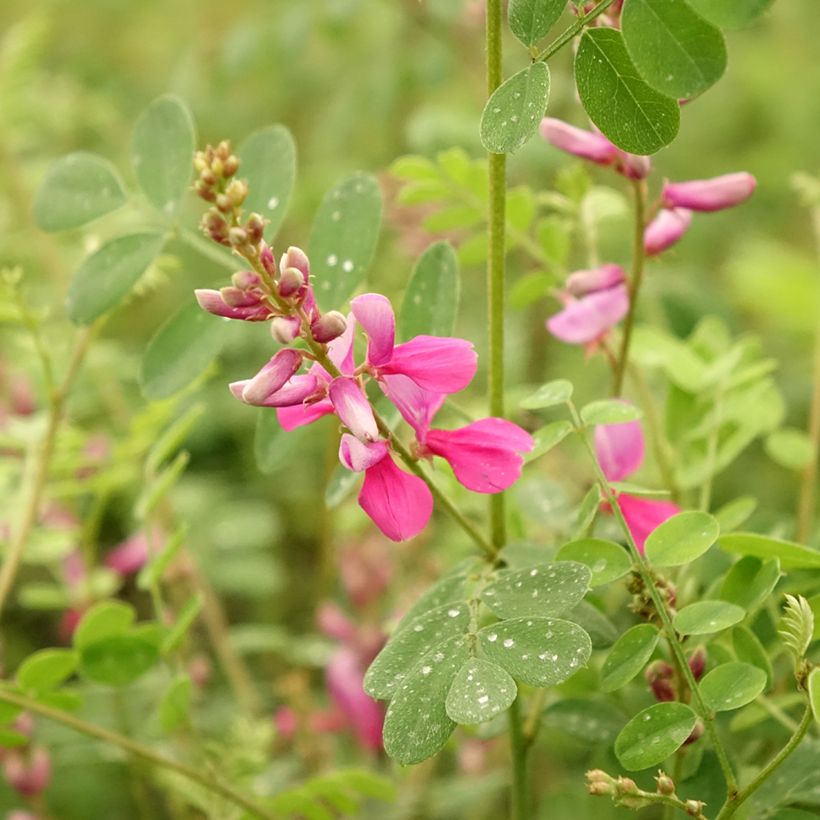 Indigofera heterantha - Indigostruik (Bloei)