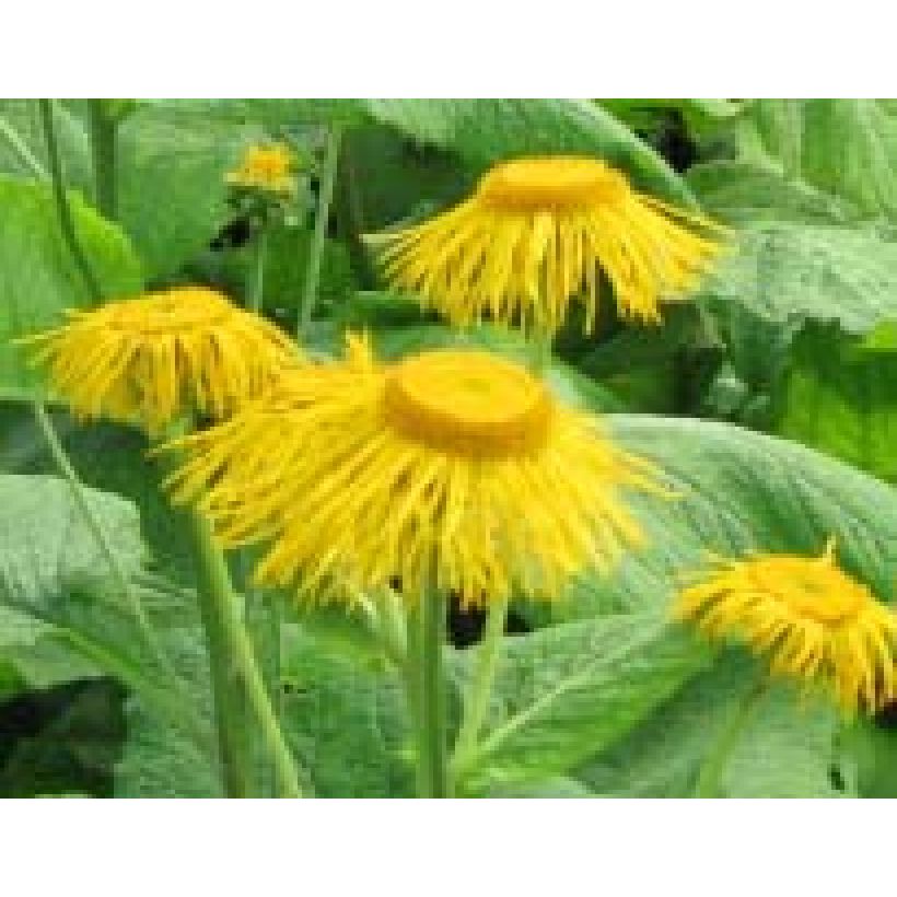 Inula magnifica - Alant (Bloei)