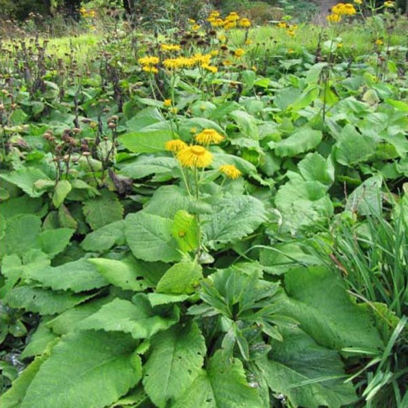 Inula magnifica - Alant (Groeiplaats)