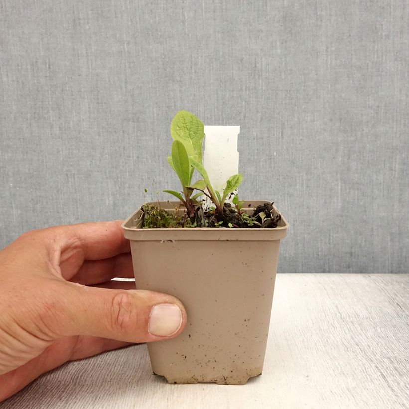 Exemplaar van Inula orientalis - Oosterse alant Kweekpotje van 8/9 cm zoals geleverd in de zomer