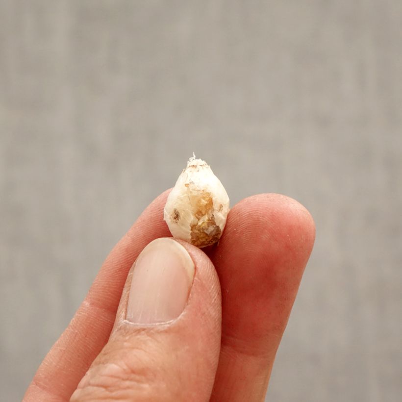 Exemplaar van Ipheion uniflorum Mix - Oude wijfjes Bol kaliber I zoals geleverd in de lente