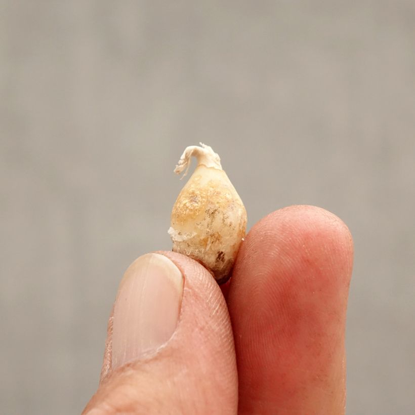 Exemplaar van Ipheion uniflorum Charlotte Bishop - Oude wijfjes Bol kaliber I zoals geleverd in de lente
