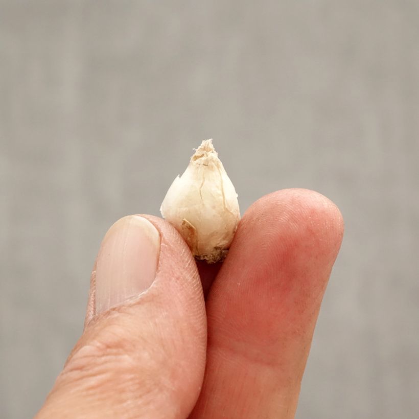 Exemplaar van Ipheion uniflorum Jessie - Oude wijfjes Bol kaliber I zoals geleverd in de lente