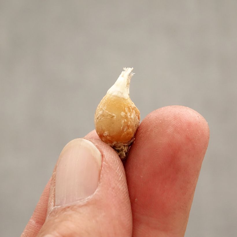 Exemplaar van Ipheion uniflorum Wit Star Bol kaliber I zoals geleverd in de lente