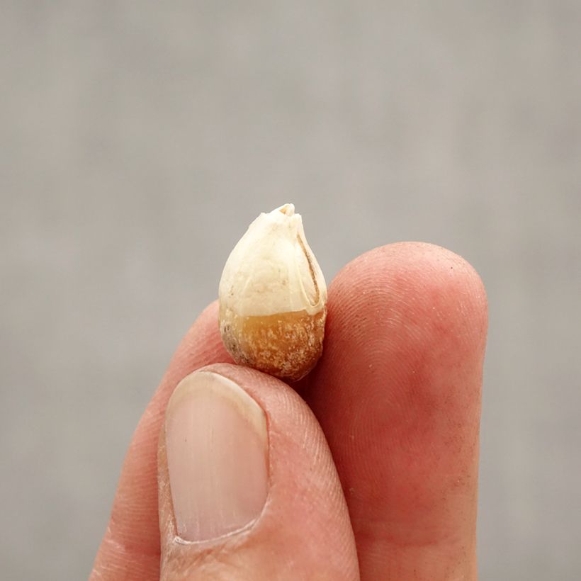 Exemplaar van Ipheion uniflorum Wisley Blue - Oude wijfjes Bol kaliber I zoals geleverd in de lente