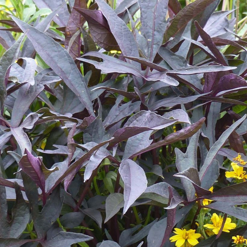 Ipomoea batatas Illusion Midnight Lace - Zoete aardappel (Blad)