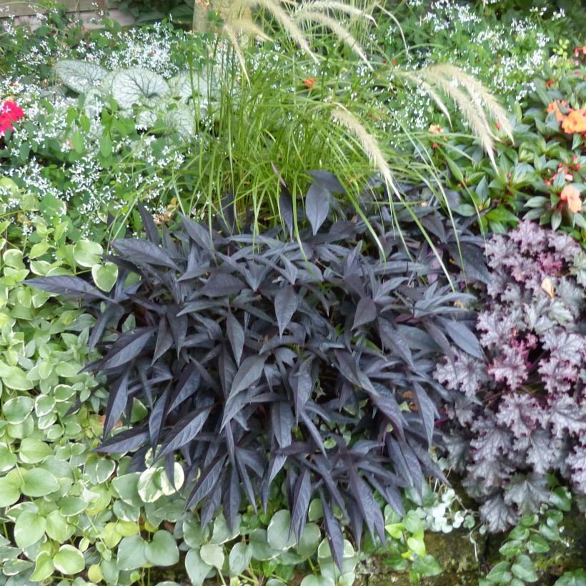 Ipomoea batatas Illusion Midnight Lace - Zoete aardappel (Groeiplaats)