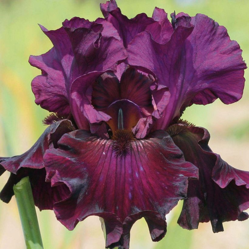 Iris germanica Raspberry Wine - Baardiris (Bloei)
