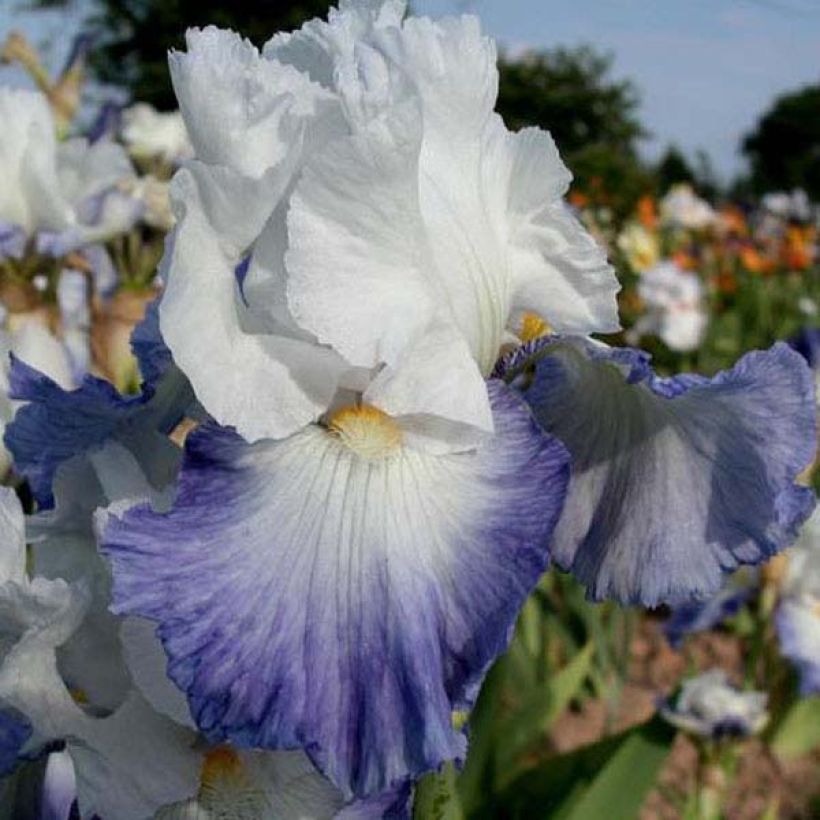 Iris germanica Alizes - Baardiris (Bloei)