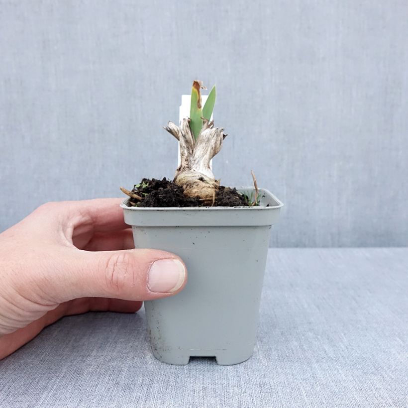 Exemplaar van Iris Barbata-Media Bedtime Story - Baardiris Kweekpotje van 8/9 cm zoals geleverd in de lente