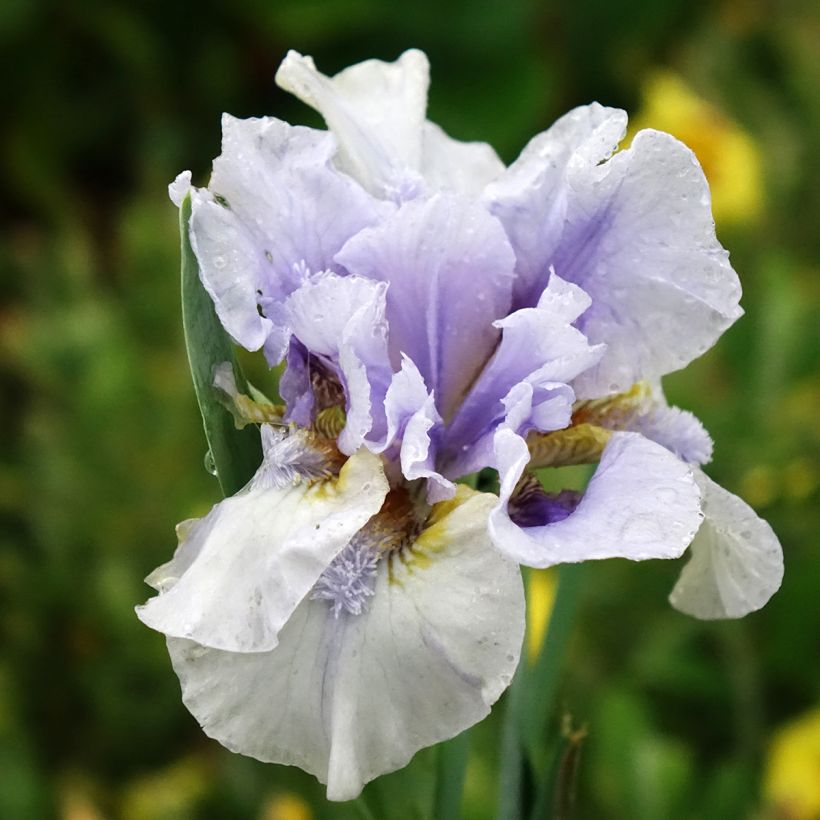 Iris germanica Big Blue Eyes - Baardiris Lilliput (Bloei)
