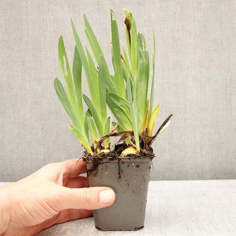 Exemplaar van Iris germanica Big Blue Eyes - Baardiris Lilliput Kweekpotje van 8/9 cm zoals geleverd in de lente