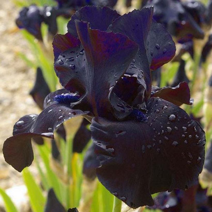 Iris germanica Black Suited - Baardiris (Bloei)