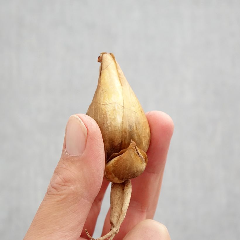 Exemplaar van Iris bucharica - Gewei iris Bol size I zoals geleverd in de herfst