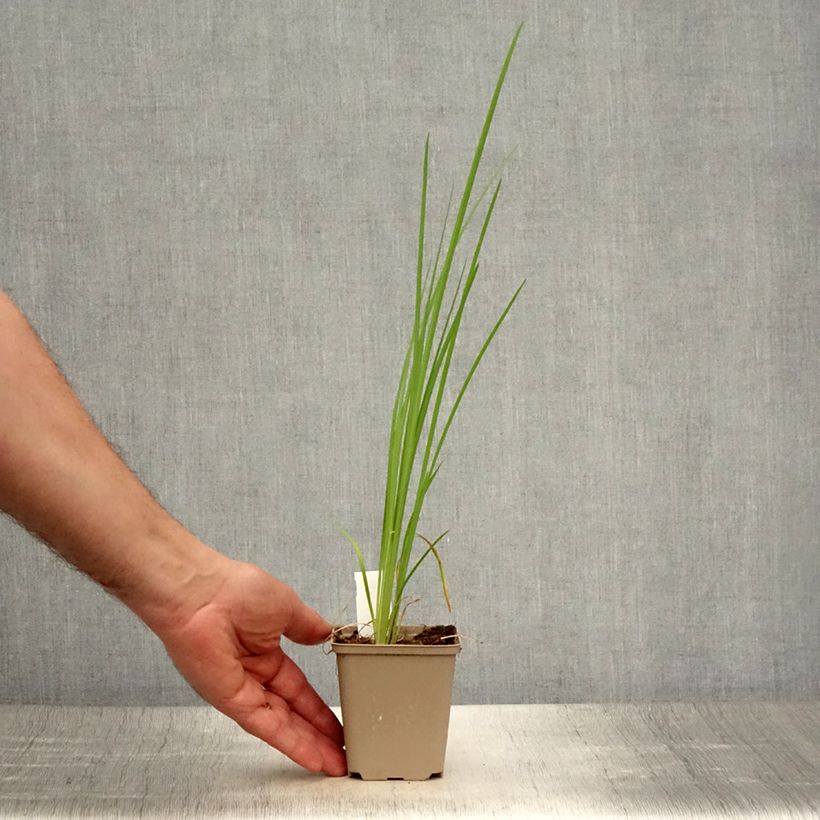 Exemplaar van Iris bulleyana Kweekpotje van 8/9 cm zoals geleverd in de zomer