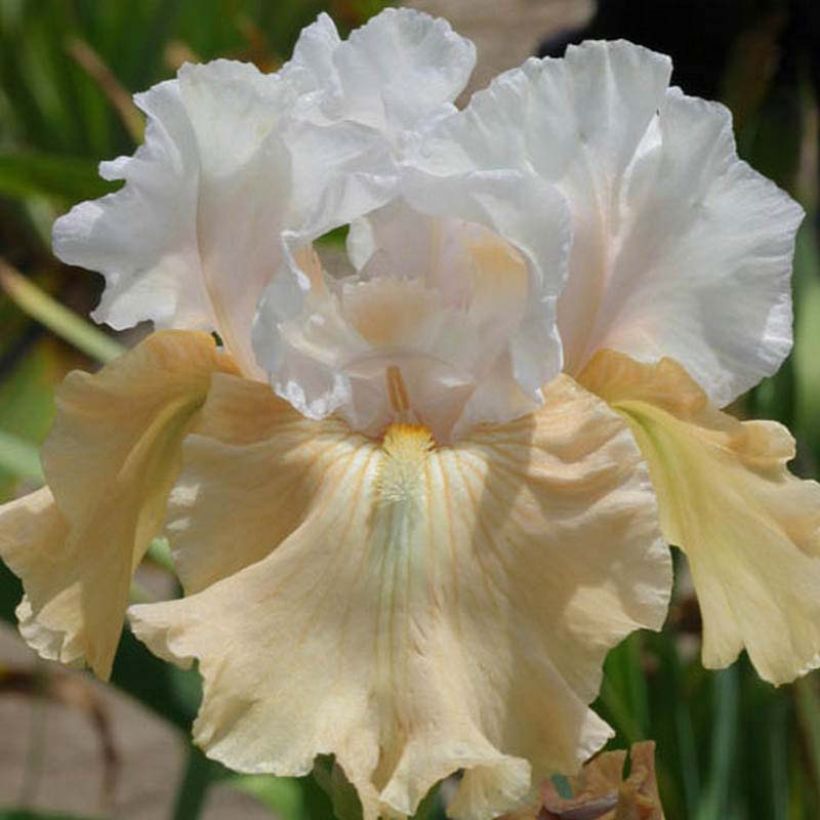 Iris germanica Champagne Frost (Bloei)