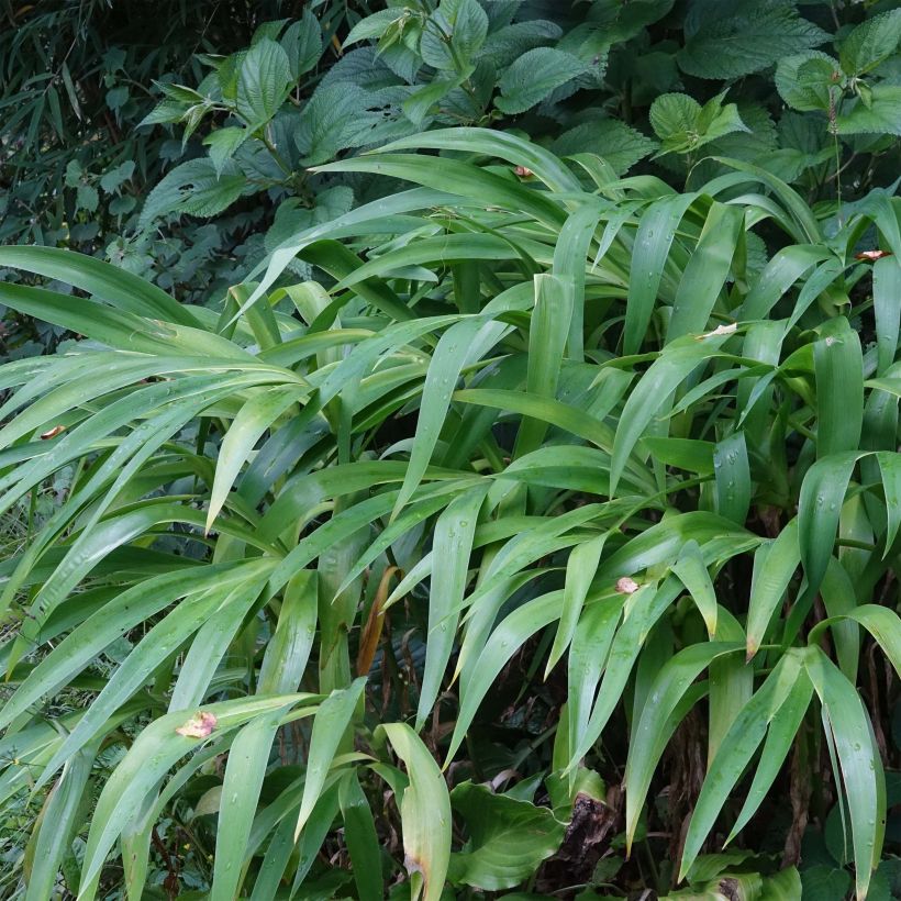 Iris confusa Martyn Rix - bamboe-iris (Blad)