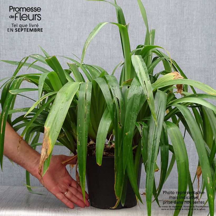 Exemplaar van Iris confusa Martyn Rix - bamboe-iris Pot van 3 l/4 l zoals geleverd in de herfst