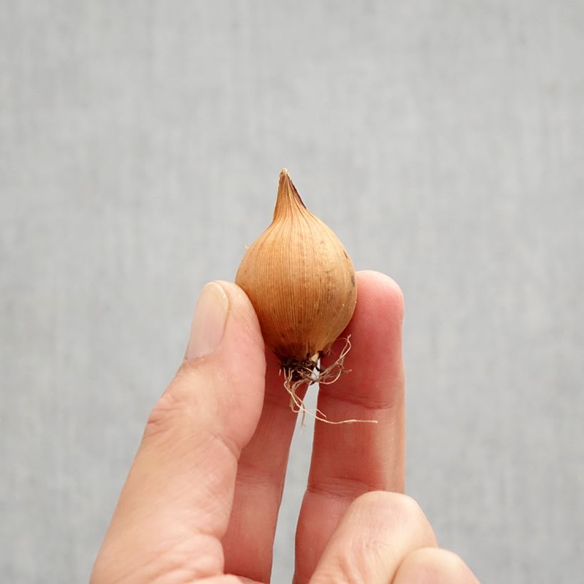 Example of Iris hollandica Blue Magic - Hollandse iris Bol kaliber 8 as you get in automne