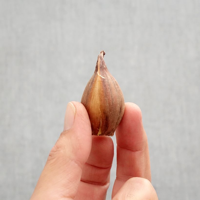 Exemplaar van Iris hollandica Bronze Perfection - Hollandse iris Bol kaliber 8+ zoals geleverd in de herfst