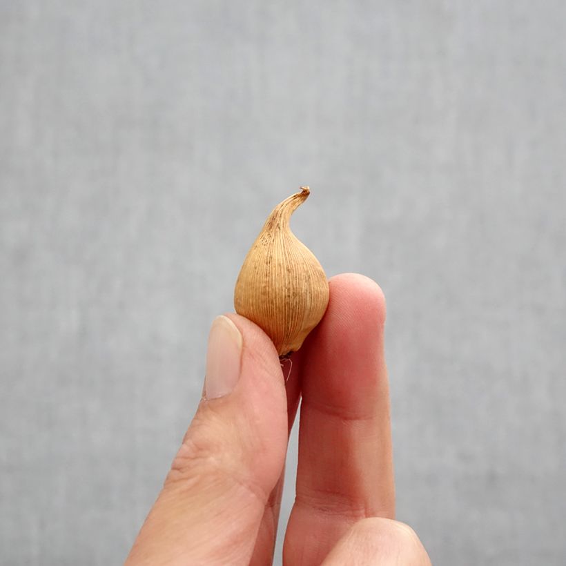 Example of Iris hollandica Eye of the Tiger - Hollandse iris Bol kaliber 8+ as you get in automne