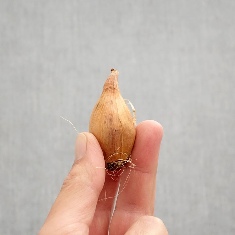 Exemplaar van Iris hollandica King Mauve - Hollandse iris Bol kaliber 8+ zoals geleverd in de herfst